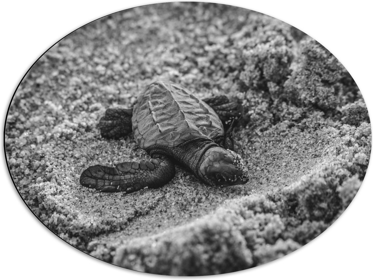 Dibond Ovaal - Baby Schildpad op het Strand Zwart - Wit - 68x51 cm Foto op Ovaal (Met Ophangsysteem)