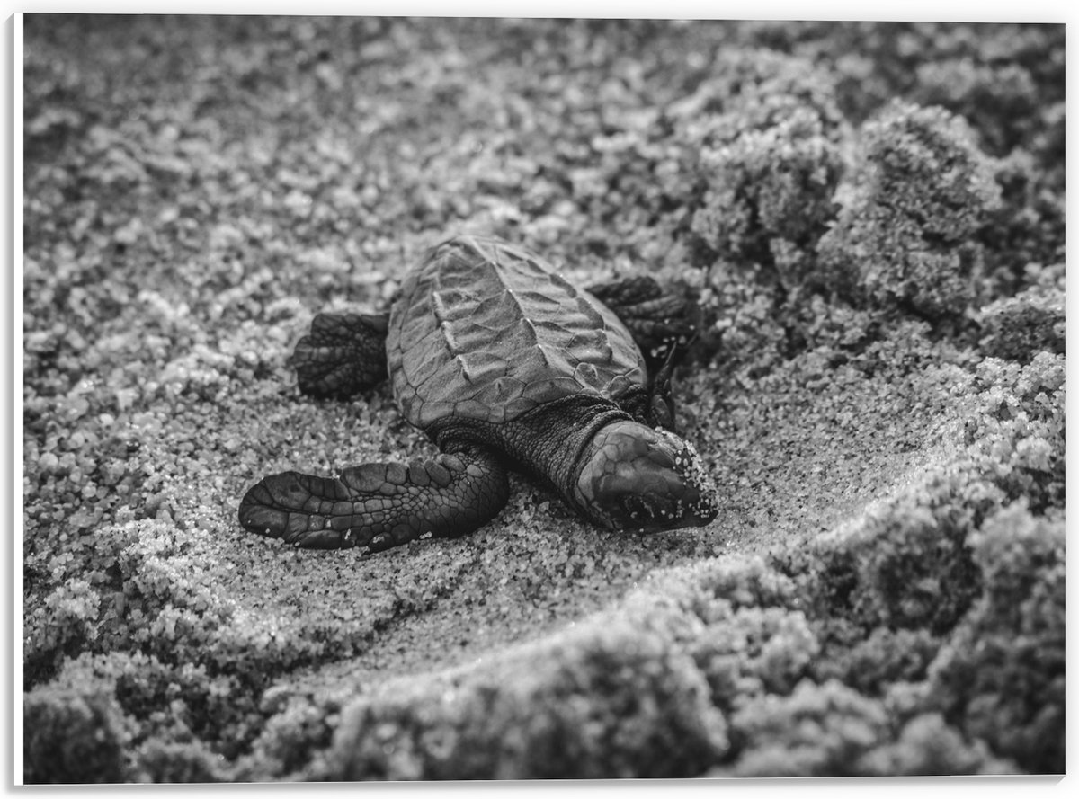 PVC Schuimplaat- Baby Schildpad op het Strand Zwart - Wit - 40x30 cm Foto op PVC Schuimplaat