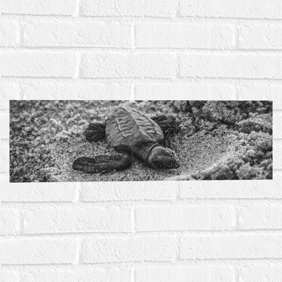 WallClassics - Muursticker - Baby Schildpad op het Strand Zwart - Wit - 60x20 cm Foto op Muursticker