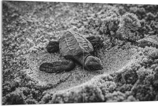 WallClassics - Acrylglas - Baby Schildpad op het Strand Zwart - Wit - 120x80 cm Foto op Acrylglas (Met Ophangsysteem)