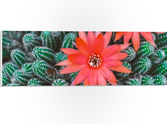 WallClassics - PVC Schuimplaat- Rode Bloemen op Cactusjes - 60x20 cm Foto op PVC Schuimplaat