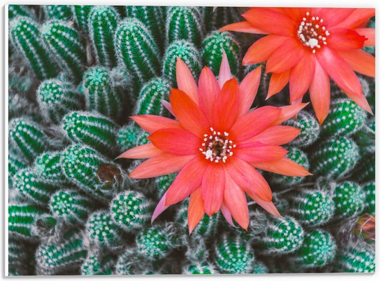 WallClassics - PVC Schuimplaat- Rode Bloemen op Cactusjes - 40x30 cm Foto op PVC Schuimplaat