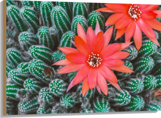 WallClassics - Hout - Rode Bloemen op Cactusjes - 100x75 cm - 12 mm dik - Foto op Hout (Met Ophangsysteem)