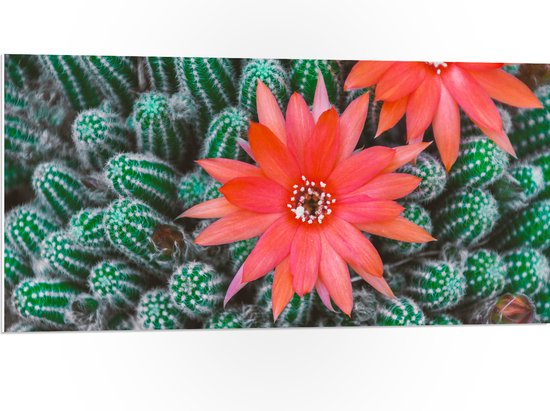 WallClassics - PVC Schuimplaat- Rode Bloemen op Cactusjes - 100x50 cm Foto op PVC Schuimplaat