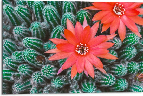 WallClassics - Dibond - Rode Bloemen op Cactusjes - 75x50 cm Foto op Aluminium (Met Ophangsysteem)