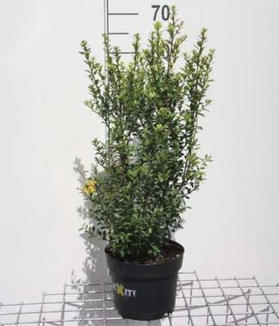 Foto: Ilex crenata dark green japanse hulst haaghulst chinese hulst 30 40 cm in 3 liter pot