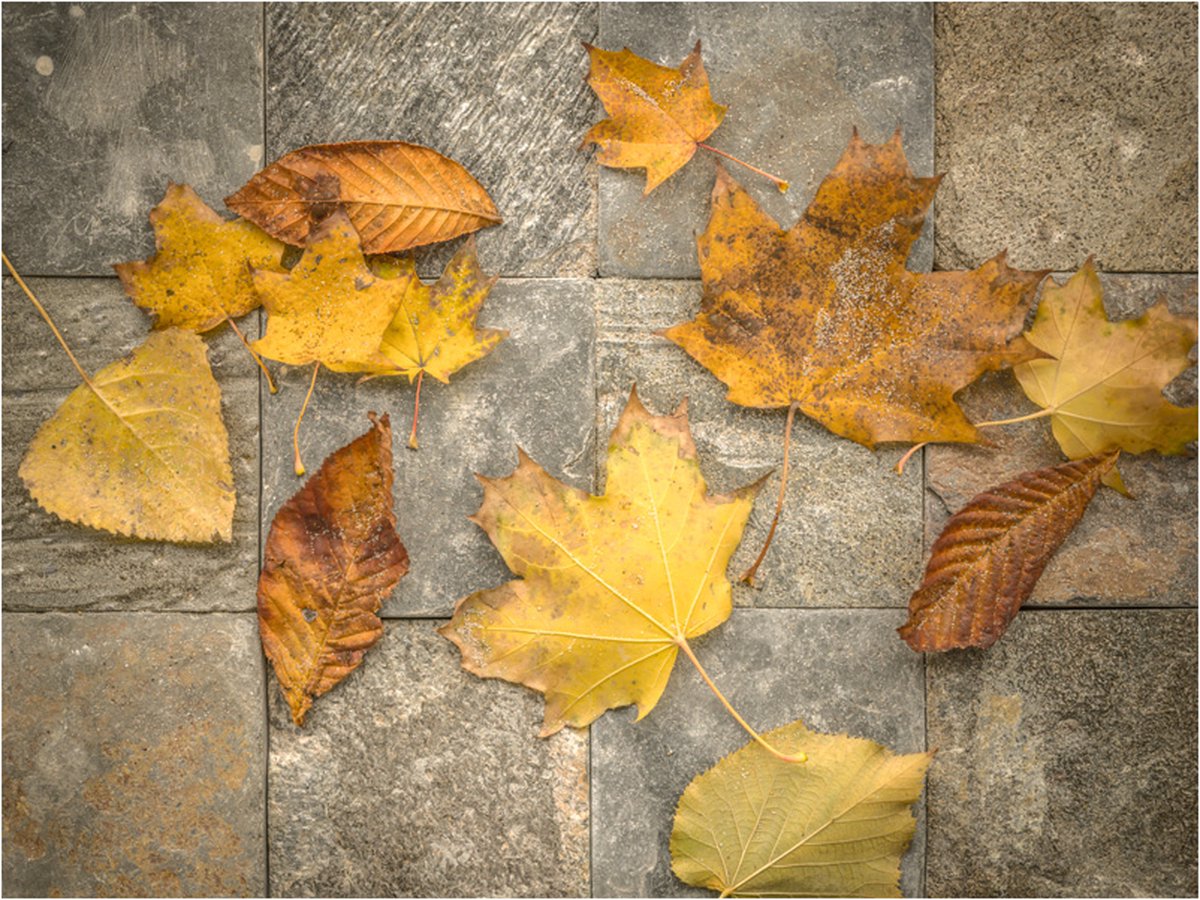 Fotobehang - Harbinger van de herfst.
