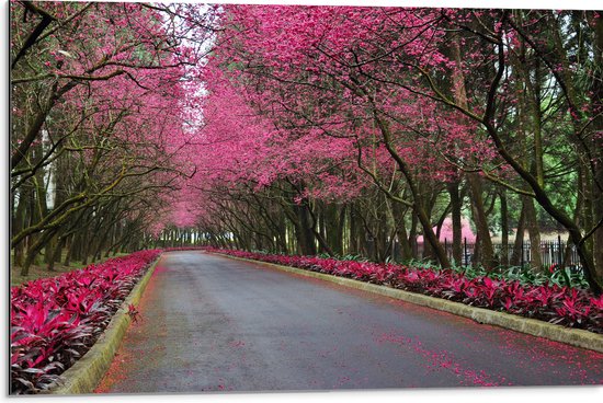 WallClassics - Dibond - Roze Bomen over de Weg - 75x50 cm Foto op Aluminium (Met Ophangsysteem)