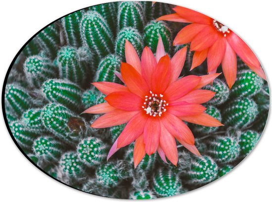 WallClassics - Dibond Ovaal - Rode Bloemen op Cactusjes - 28x21 cm Foto op Ovaal (Met Ophangsysteem)