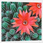 WallClassics - Muursticker - Rode Bloemen op Cactusjes - 80x80 cm Foto op Muursticker