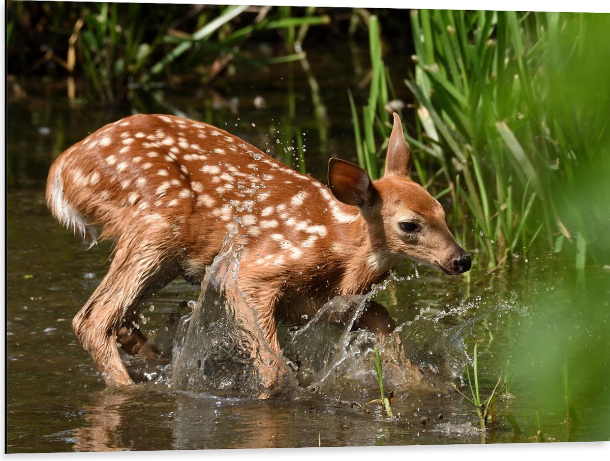 Dibond - Baby Hertje Speelt in het Water - 80x60 cm Foto op Aluminium (Met Ophangsysteem)