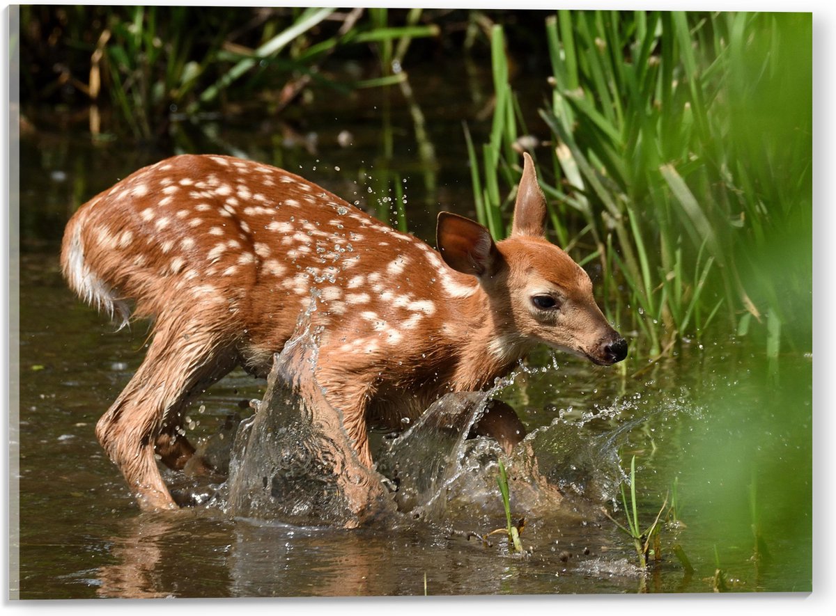 Acrylglas - Baby Hertje Speelt in het Water - 40x30 cm Foto op Acrylglas (Met Ophangsysteem)