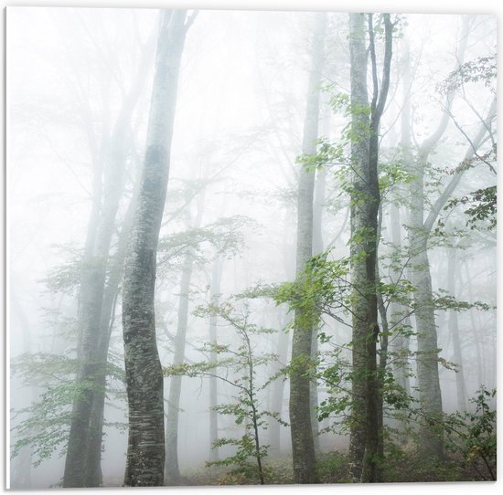 WallClassics - PVC Schuimplaat- Kale Bomen in de Mist - 50x50 cm Foto op PVC Schuimplaat