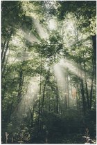 WallClassics - Poster Glanzend – Felle Lichtstralen door Greoene Takken van Bomen in Bos - 60x90 cm Foto op Posterpapier met Glanzende Afwerking