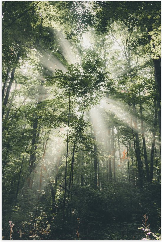 WallClassics - Poster Glanzend – Felle Lichtstralen door Greoene Takken van Bomen in Bos - 60x90 cm Foto op Posterpapier met Glanzende Afwerking