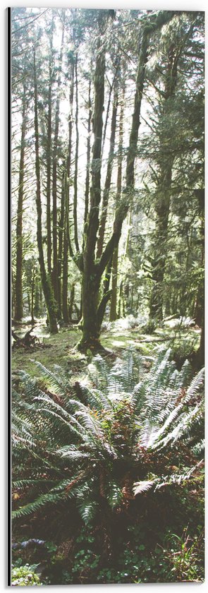 WallClassics - Dibond - Grote Groene Varenplant in Bos - 20x60 cm Foto op Aluminium (Wanddecoratie van metaal)