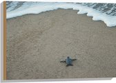 WallClassics - Hout - Kleine Baby Schildpad op het Strand - 75x50 cm - 12 mm dik - Foto op Hout (Met Ophangsysteem)