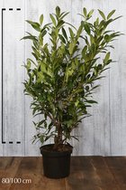 10 stuks | CYBER MONDAY KORTING Laurier  Herbergii   Pot 80-100 cm | Standplaats: Half-schaduw   | Latijnse naam: Prunus laurocerasus  Herbergii