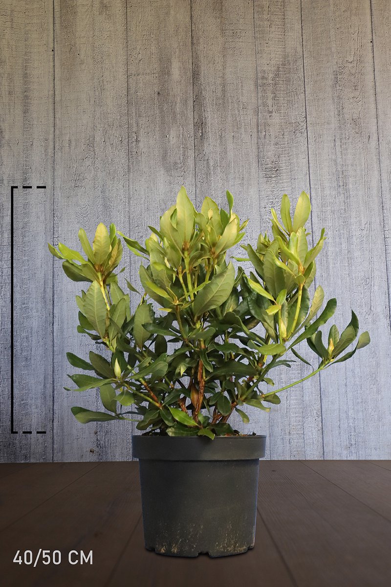 Plants Online - Haagplanten - Heesters - Rhododendron 'Nova Zembla' - Pot 40-50 cm - set van 10 - Bloeiende plant - Groeit breed uit - Wintergroen - Zeer winterhard