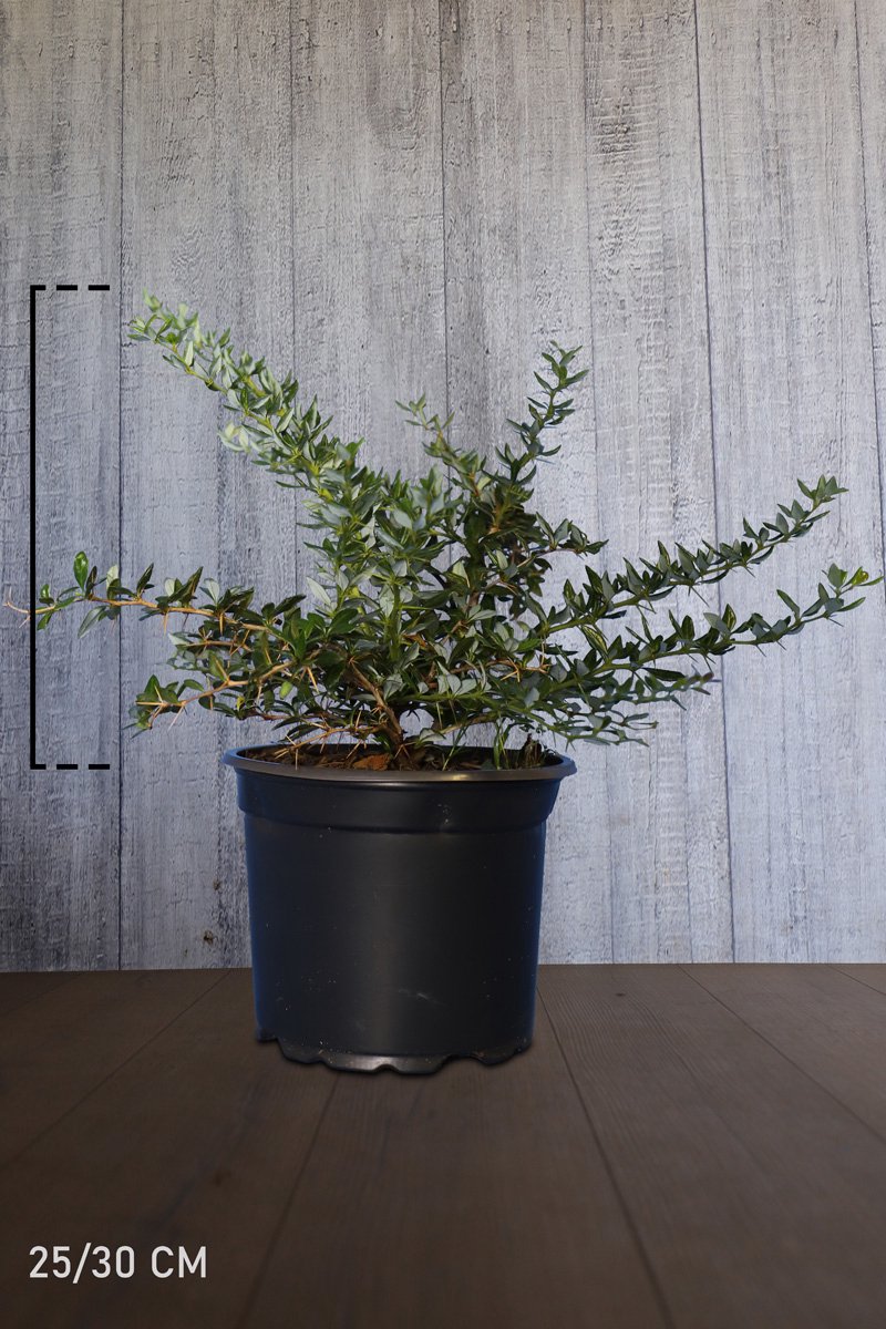Plants Online - Haagplanten - Berberis 'Telstar' - Pot 25-30 cm - set van 10 - Bloeiende plant - Inbraakwerend - Langzame groeier - Wintergroen
