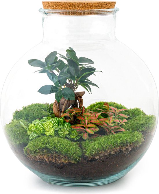 Foto: Terrarium bolder bob bonsai 30 cm ecosysteem plant kamerplanten diy planten terrarium mini ecosysteem