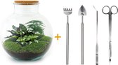Terrarium - Bolder Bob - ↑ 30 cm - Ecosysteem plant - Kamerplanten - DIY planten terrarium - Mini ecosysteem - Inclusief Hark + Schep + Pincet + Schaar