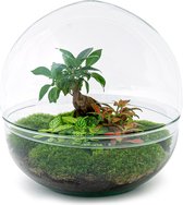 Terrarium - Dome XL bonsai - ↑ 30 cm - Ecosysteem plant - Kamerplanten - DIY planten terrarium - Mini ecosysteem