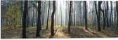 WallClassics - Dibond - Kronkelende Bomen - 90x30 cm Foto op Aluminium (Wanddecoratie van metaal)