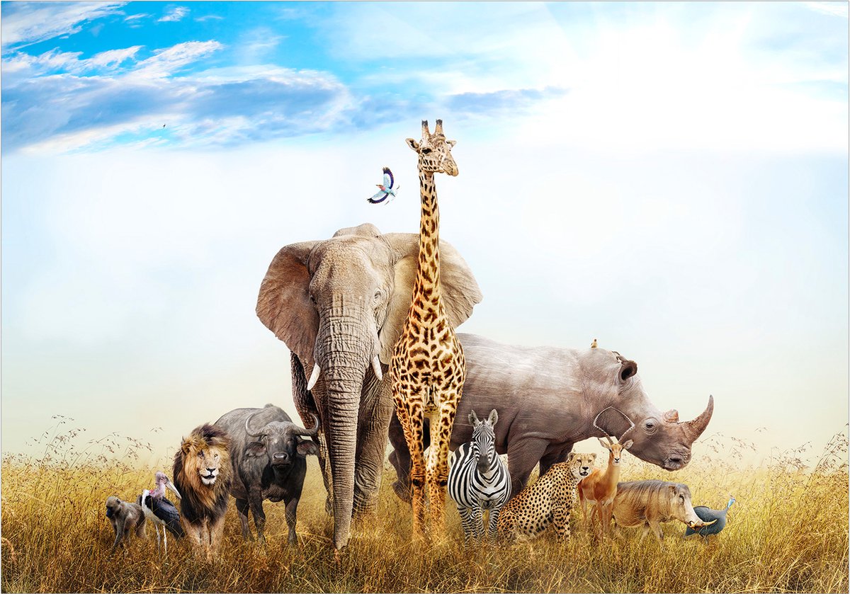 Fotobehangkoning - Behang - Vliesbehang - Fotobehang Dieren van Afrika - Fauna of Africa - 400 x 280 cm