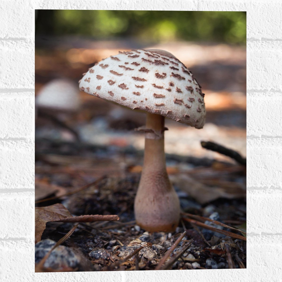 Muursticker - Knolparasolzwam Paddenstoel in Bos - 30x40 cm Foto op Muursticker