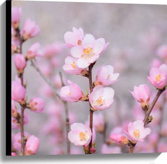 WallClassics - Canvas  - Kleine Roze Sakura Bloem - 60x60 cm Foto op Canvas Schilderij (Wanddecoratie op Canvas)