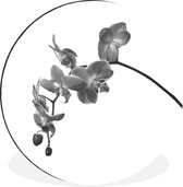 Cercle mural - Cercle mural - Orchidée sur fond blanc - noir et blanc - Aluminium - Dibond - ⌀ 30 cm - Intérieur et Extérieur