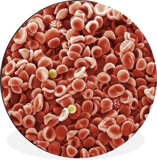 WallCircle - Wandcirkel - Muurcirkel - De bloedcellen van een mens - Aluminium - Dibond - ⌀ 60 cm - Binnen en Buiten