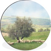 WallCircle - Wandcirkel - Muurcirkel - Een groep schapen bij een olijfboom - Aluminium - Dibond - ⌀ 60 cm - Binnen en Buiten