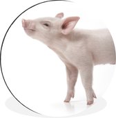 Cochon regardant sur fond blanc Cercle mural aluminium Aluminum 60 cm - impression photo sur cercle mural / cercle vivant / cercle de jardin (décoration murale)
