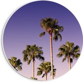 WallClassics - PVC Schuimplaat Muurcirkel - Palmboomtoppen in de lucht - 20x20 cm Foto op Muurcirkel (met ophangsysteem)