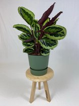 Calathea Medaillon met ElhoGreenville 30 groen ↨ 80cm - hoge kwaliteit planten