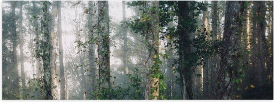 WallClassics - Poster (Matte) - Fog between Arbres - 60x20 cm Photo sur Papier Poster avec un aspect Mat