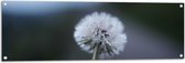 WallClassics - Poster de Jardin - Pissenlit sur Fond Flou - 120x40 cm Photo sur Poster de Jardin (décoration murale pour l'extérieur et l'intérieur)