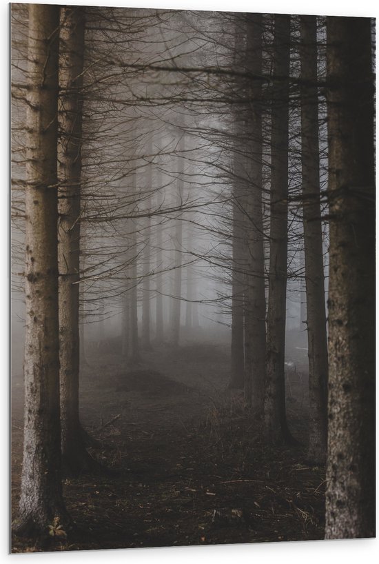 WallClassics - Dibond - Mist tussen Hoge Witte Bomen - 80x120 cm Foto op Aluminium (Met Ophangsysteem)