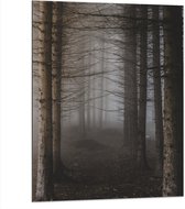 WallClassics - Dibond - Mist tussen Hoge Witte Bomen - 75x100 cm Foto op Aluminium (Wanddecoratie van metaal)