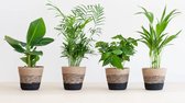 Plantje.nl - Tropische Kamerplantenmix - P12 - 4 stuks - Sale Planten