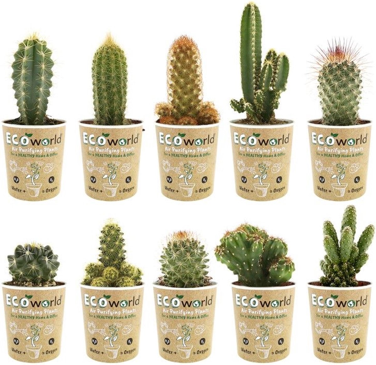 Ecoworld Mini Cactussen Cactus Plant 10 stuks ?? 6 cm Hoogte 815