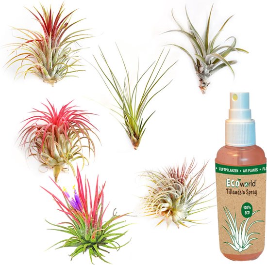 Tillandsia Planten echt in mix, Tillandsia hangend 50 cm Tillandsia Usneoides luchtplanten, terrariumplanten, Spaans mos, Louisianamoos (3 x Tillandsia Usneoides & Spray
