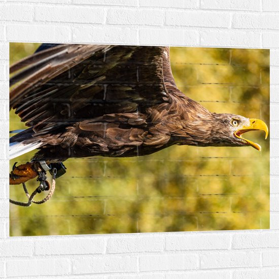 WallClassics - Muursticker - Vliegende Roofvogel - 100x75 cm Foto op Muursticker
