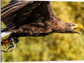 WallClassics - Dibond - Vliegende Roofvogel - 80x60 cm Foto op Aluminium (Wanddecoratie van metaal)