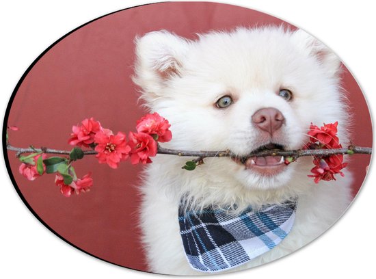 WallClassics - Dibond Ovaal - Witte Hond met Bloementak - 28x21 cm Foto op Ovaal (Met Ophangsysteem)