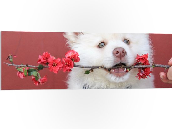WallClassics - PVC Schuimplaat - Witte Hond met Bloementak - 120x40 cm Foto op PVC Schuimplaat (Met Ophangsysteem)