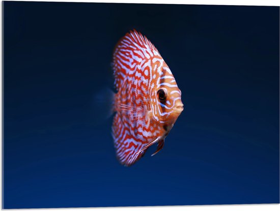 WallClassics - Acrylglas - Wit Oranje Discus Vis - 80x60 cm Foto op Acrylglas (Met Ophangsysteem)