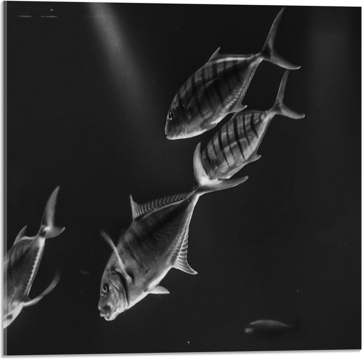 Acrylglas - Vissen in het Aquarium Zwart - Wit - 50x50 cm Foto op Acrylglas (Met Ophangsysteem)